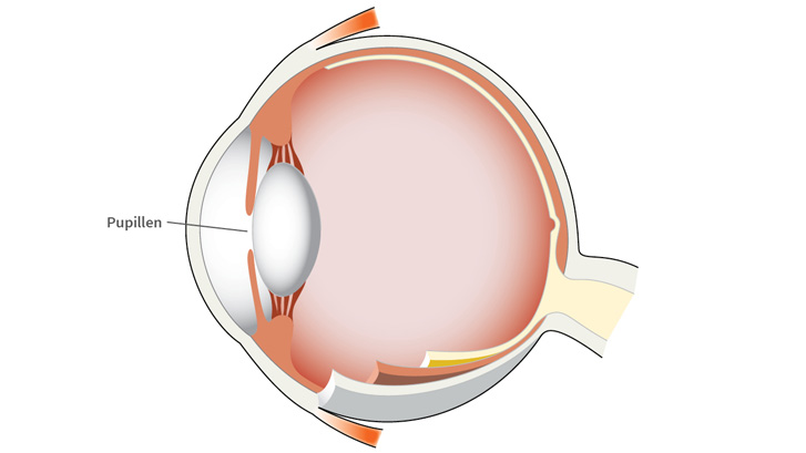 Pupillen er en åpning i regnbuehinnen.