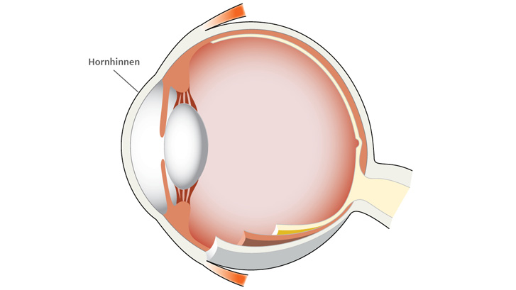 Hornhinnen bryter lyset i øyet.