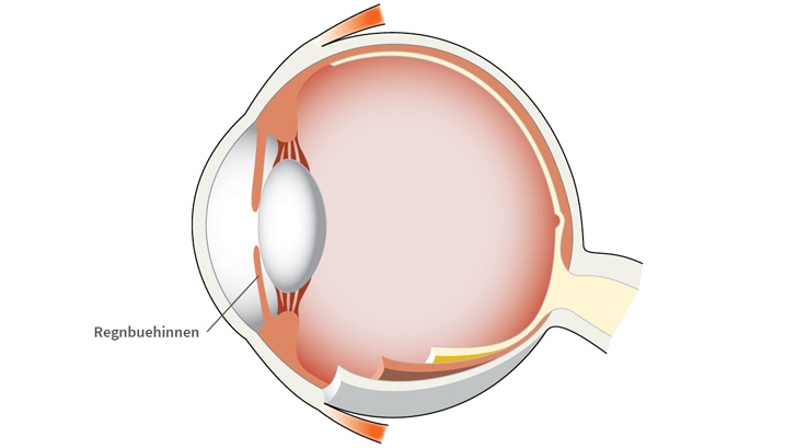 Regnbuehinnen omslutter pupillen og justerer dens størrelse.
