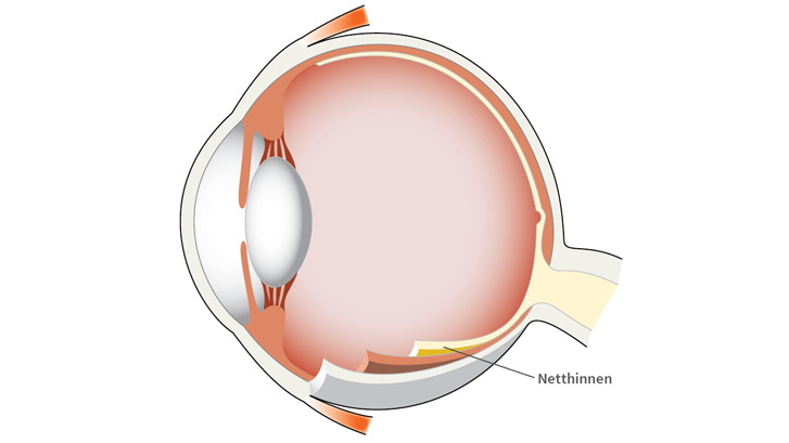 Netthinnen dekker øyebunnens innside og er der du finner alle våre millioner av synsceller.