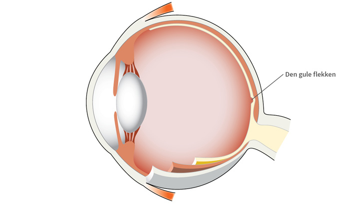 Gule flekken (makula) er det området på netthinnen med ekstra mange synsceller, der du ser skarpest.
