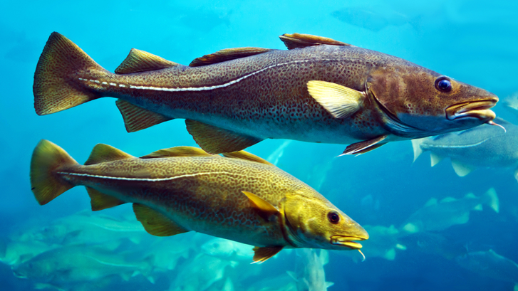Slik unngår du at linsene ender som mikroplast